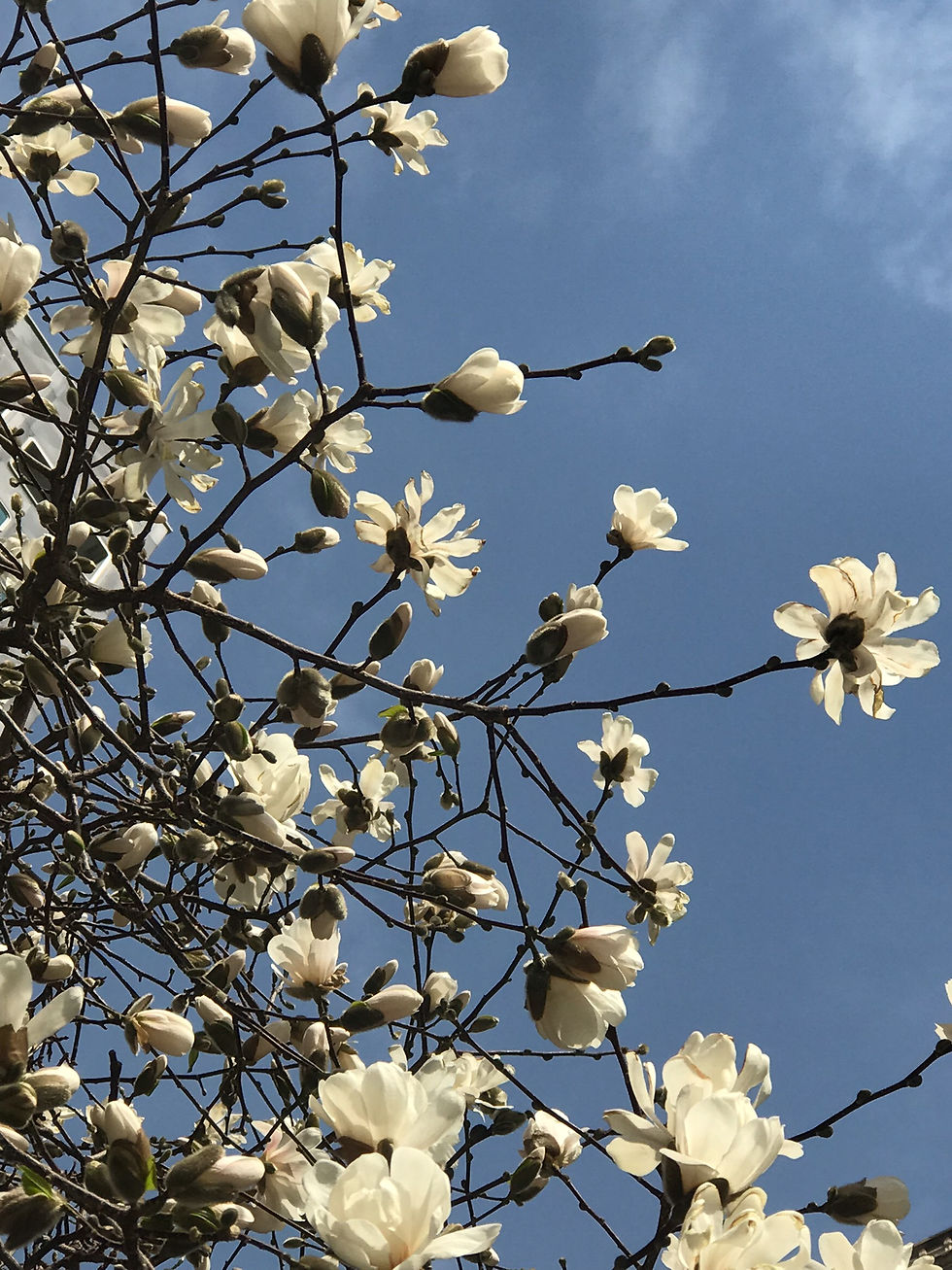 Sakura Sky