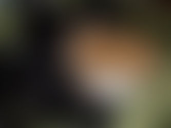 Furry Monsters and Eggs...