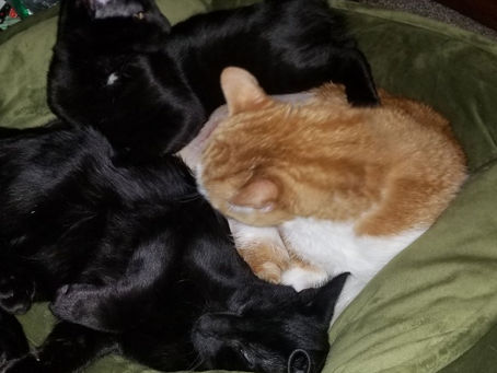 Furry Monsters and Eggs...