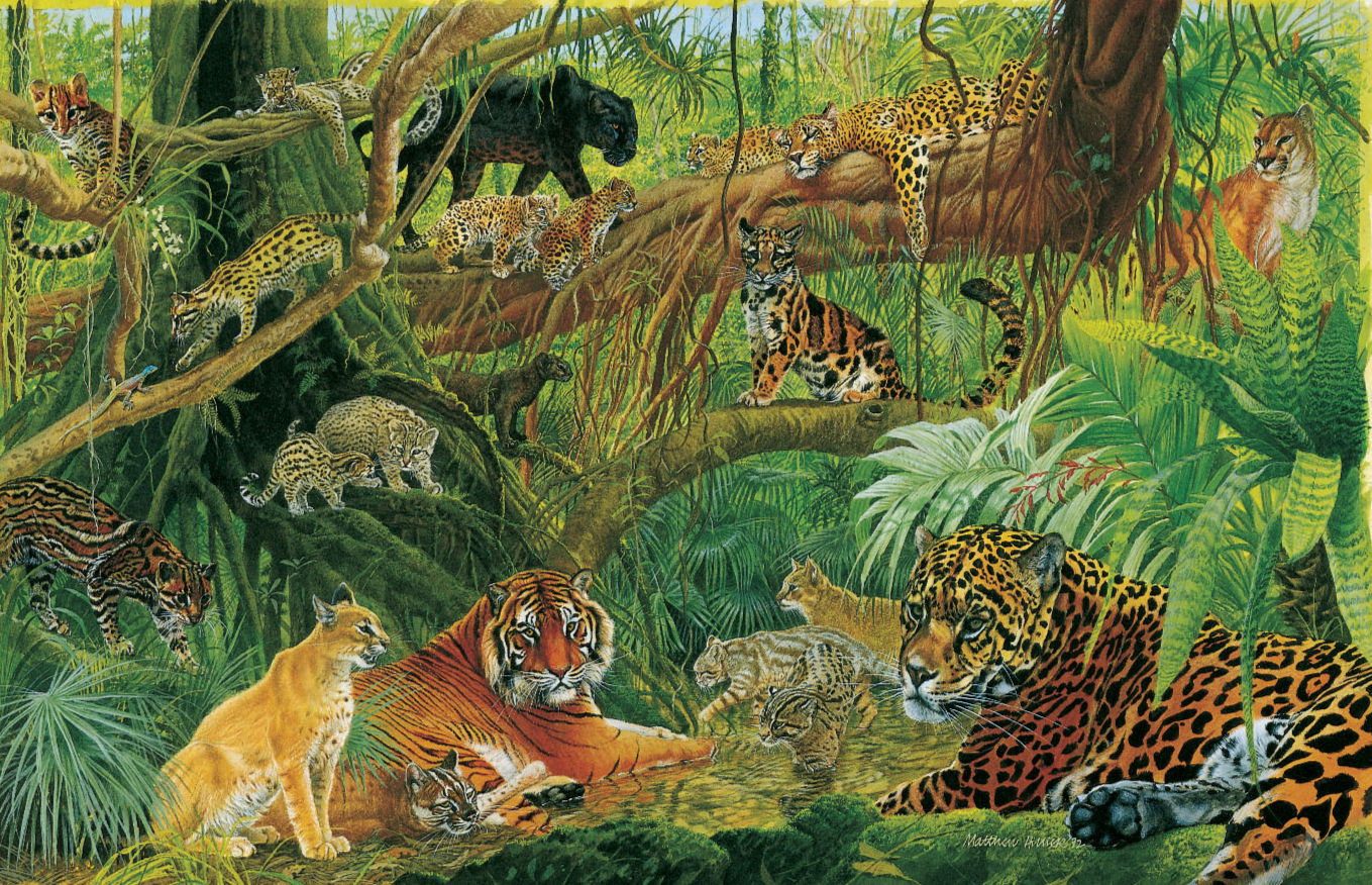 Rainforest Cats