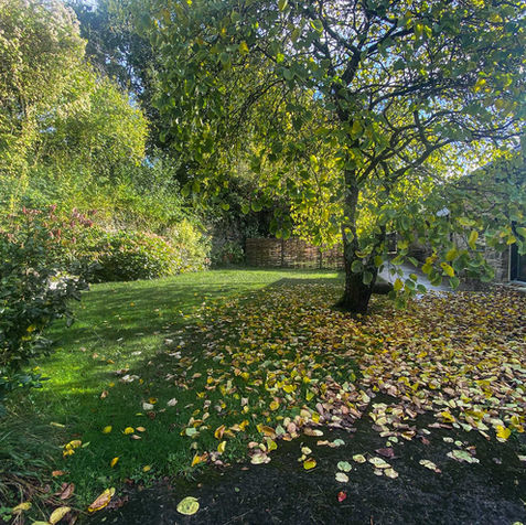 Green lawn with trees and colorful leaves at the outdoor retreat