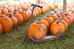 pumpkin decor