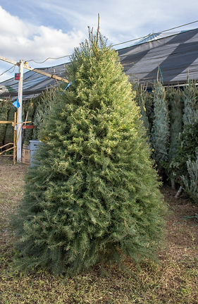 Douglas-Fir.jpg