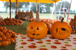 Jupiter pumpkin patch