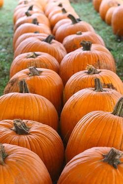pumpkin picking