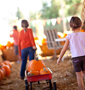 Picking pumpkins in jupiter