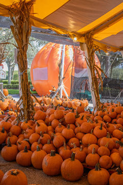 pumpkins and bouce house