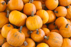 pie pumpkins