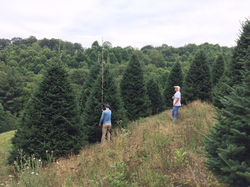 tree-tagging-2018
