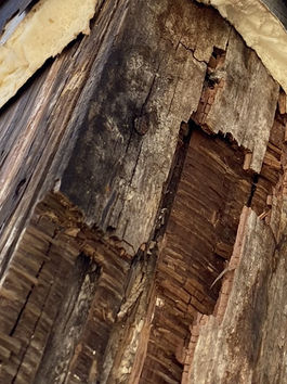 High quality Dry Rot Dumfries