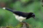 birding minca