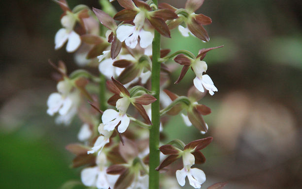 主催:京都府立植物園