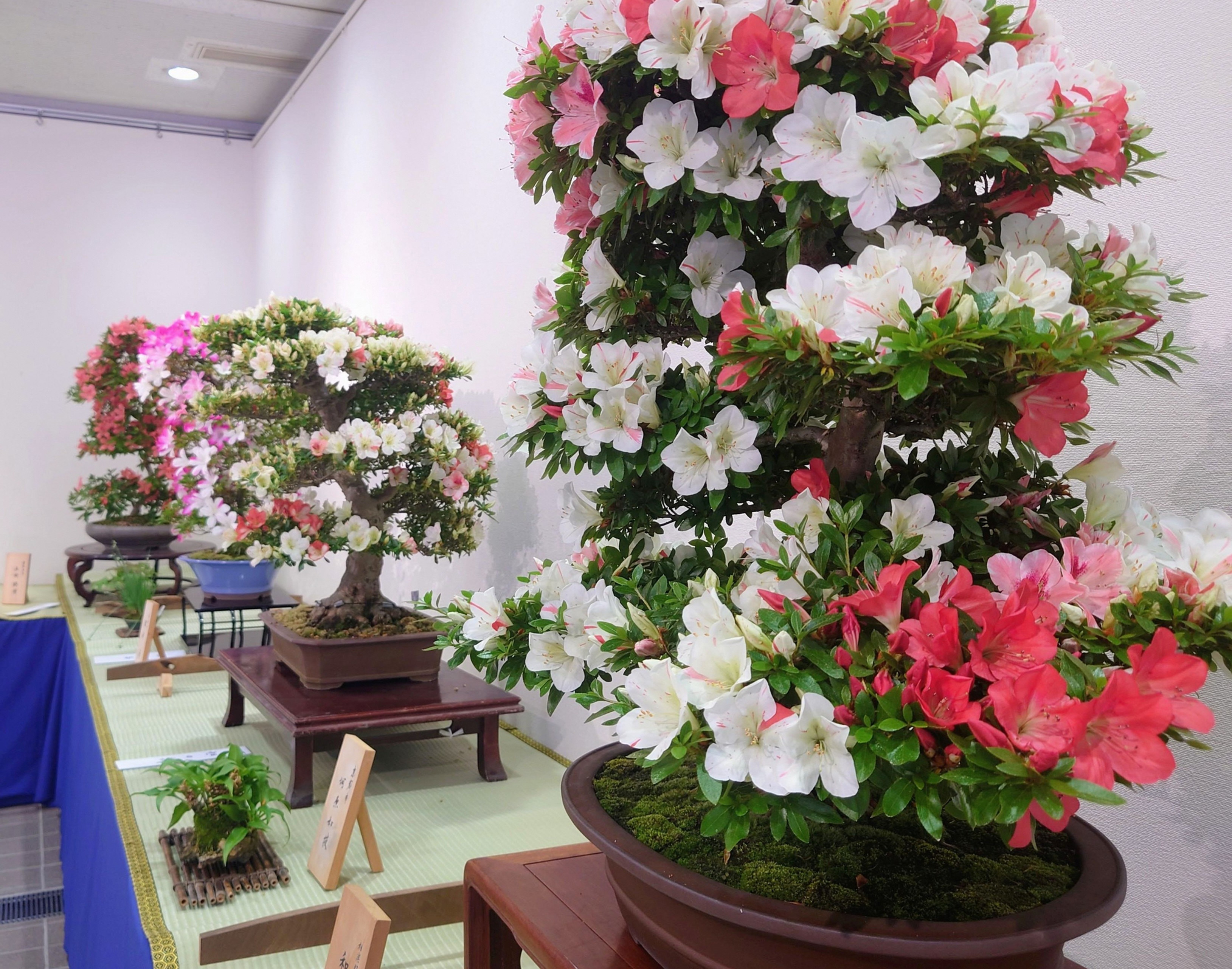 5/21(木)～5/24(日)】さつき展 | 【公式】京都府立植物園ウェブサイト