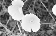 IMG_2597.jpg