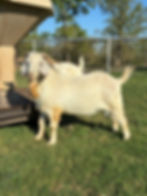 IMG_3420.jpeg
