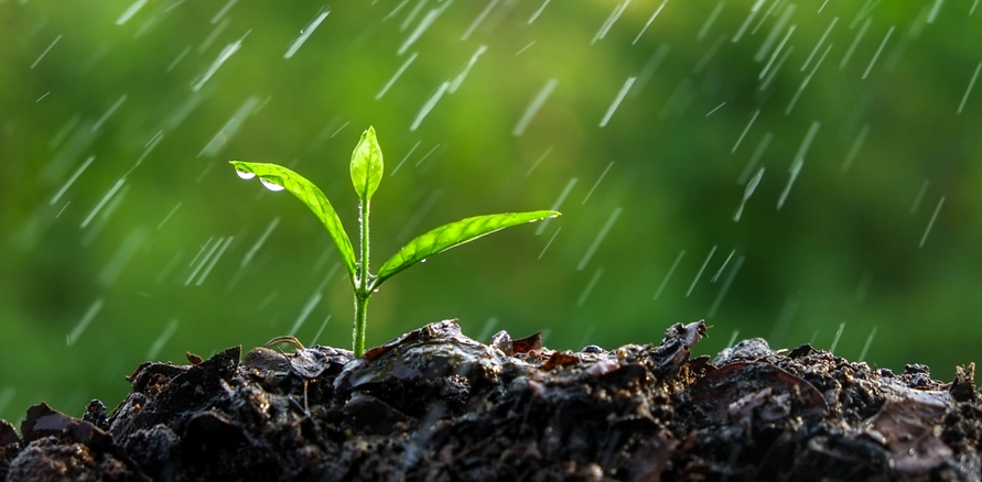 THERAPISTS__seedlingin Rain.PNG
