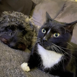 A cat and dog sitting next to each other on a couch.