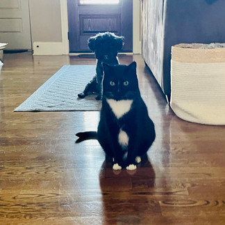 A cat sitting upright, and a dog mimicking the cat directly behind the cat, without the cat knowing.