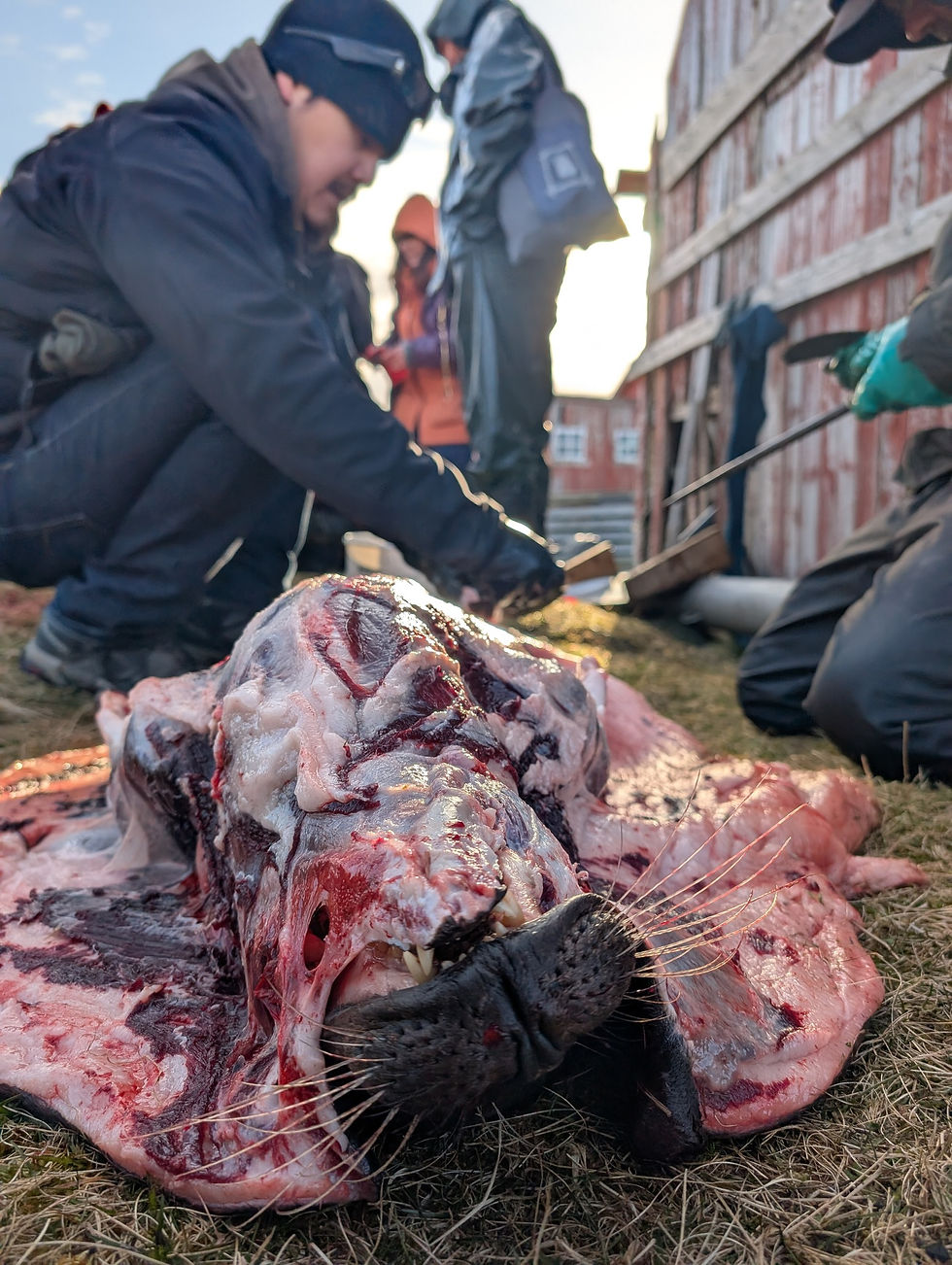 Garrett Iĝayux̂ buchters a seal in the Unangan way.