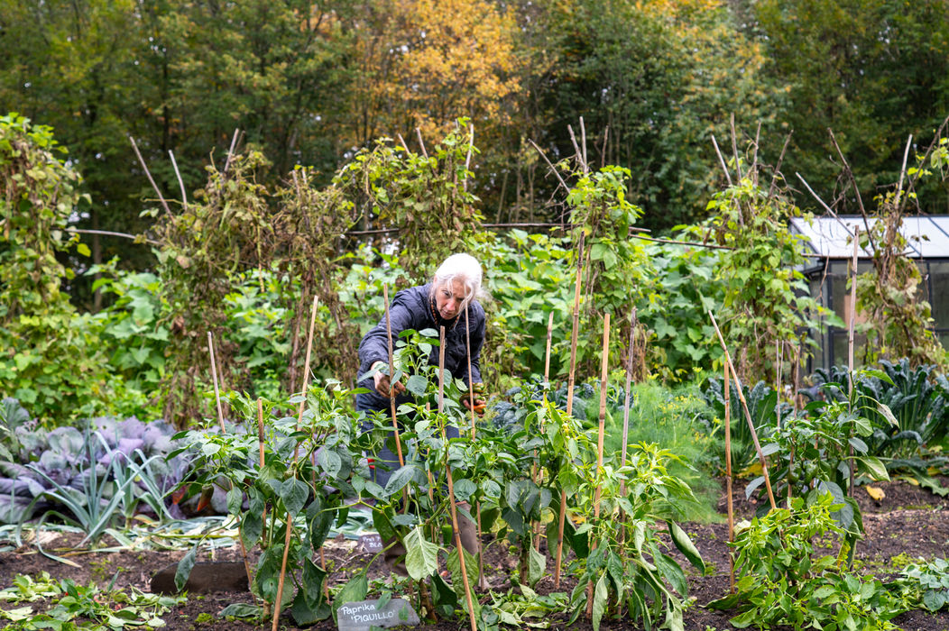 reportage booischot, samenhof, hof ter laken