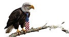 eagle bird realistic_edited_edited.jpg