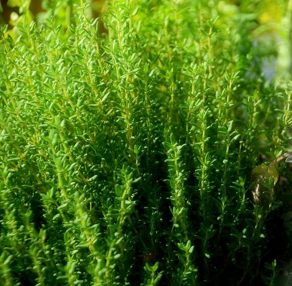 Thumbnail: Problematic Skin Facial Spray Rosemary
