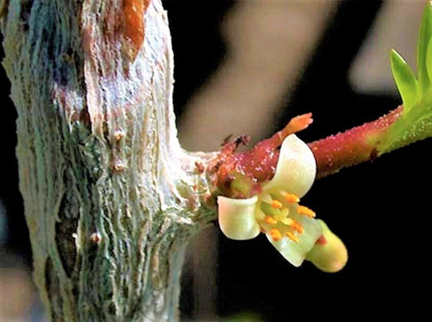 Thumbnail: Myrrh Branch