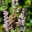 Thumbnail: Vitex Agnus Castus Plant