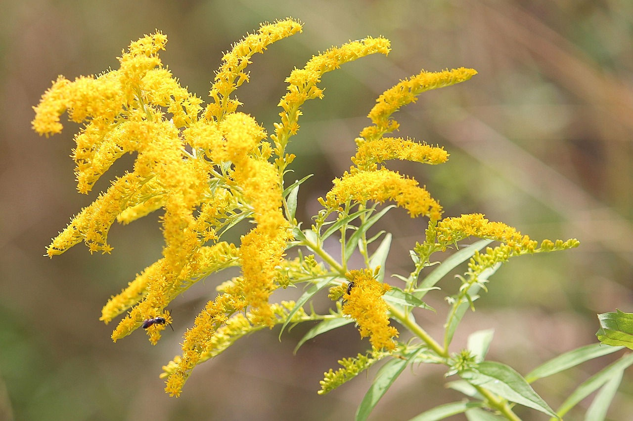Goldenrod plant and flowers