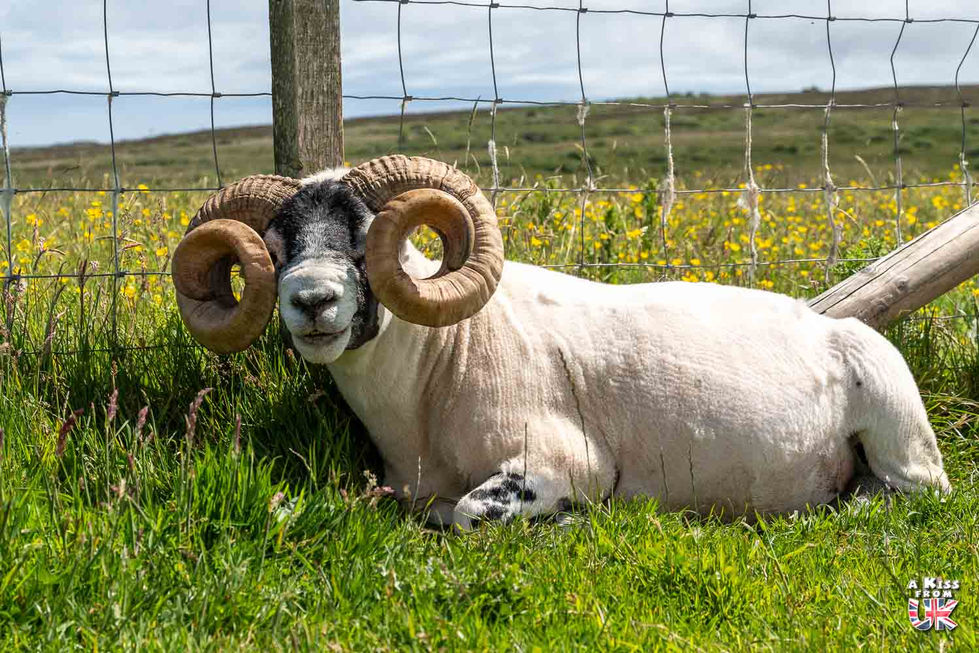 Finlaggan - Visiter l’île d’Islay en Ecosse : les lieux à voir et les choses à faire | A Kiss From UK, le blog du voyage en Ecosse.