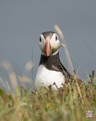 Macareux sur l'île de Lunga, au large de Mull - Où voir le macareux moine en Ecosse ? – Découvrez les meilleurs endroits pour observer le macareux moine en Ecosse | A Kiss From UK
