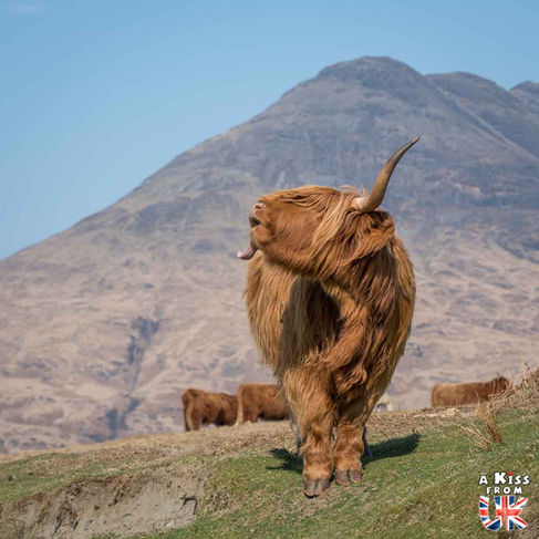Les vaches écossaises de Laggan Sands sur l'île de Mull. - Les endroits où voir des vaches écossaises à coup sûr - Découvrez les meilleurs lieux pour trouver des vaches Highlands pendant votre voyage en Ecosse - A Kiss from UK le blog et guide du voyage en Grande-Bretagne.