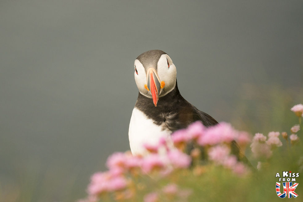 Macareux moine à Sumburgh Head dans les Shetland – Que voir dans les Shetland en Ecosse ? Préparez-vous à visiter les îles Shetland en découvrant les plus beaux endroits de cet archipel au nord de l’Ecosse | A Kiss from UK, le blog du voyage en Ecosse.