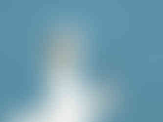 Fou de Bassan - Quels sont les oiseaux marins que l’on peut voir en Ecosse, en Angleterre et au pays de Galles ? | A Kiss From UK