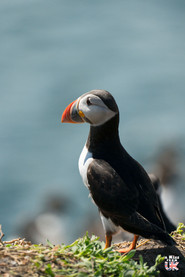 Les îles Farne dans le Northumberland - Où voir le macareux moine en Angleterre ? – Découvrez les meilleurs endroits pour observer des macareux moines en Angleterre | A Kiss From UK