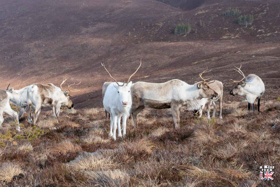 Voir des rennes en Ecosse au Cairngorm Reindeer Herd - Que voir dans les Cairngorms en Ecosse ? Visiter les Cairngorms et ses plus beaux endroits | A Kiss from UK, le guide et blog du voyage en Ecosse.