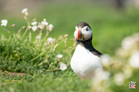 L'île de Skomer dans le Pembrokeshire - Où voir le macareux moine au Pays de Galles ? – Découvrez les meilleurs endroits pour observer des macareux moines au Pays de Galles | A Kiss From UK