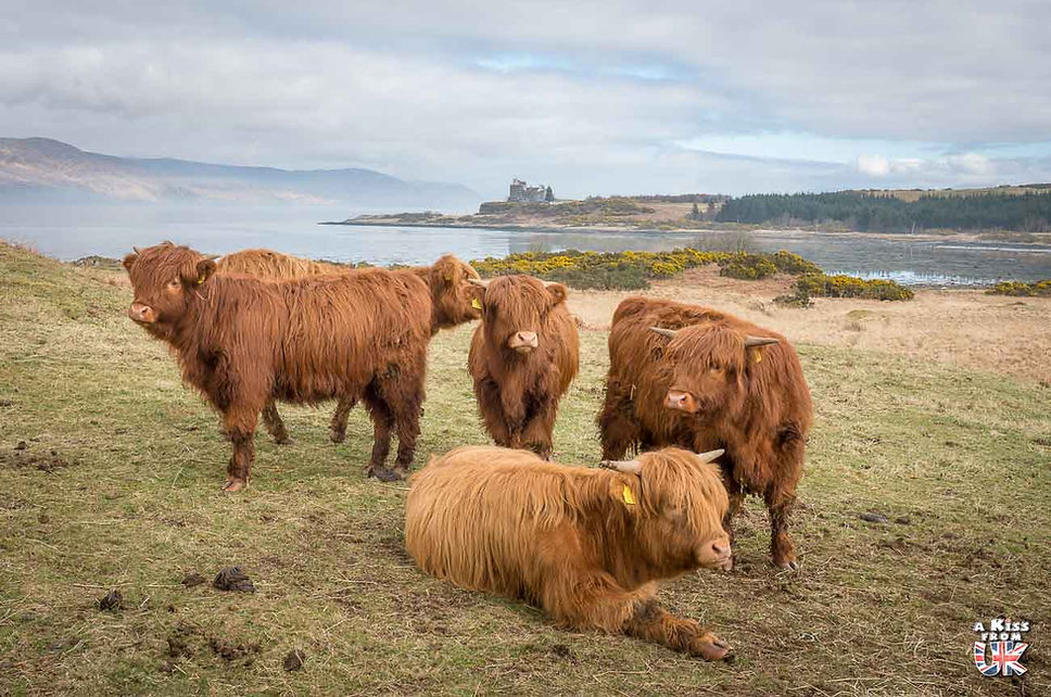 Vaches écossaises devant le château de Duart Castle - Que faire sur l’île de Mull en Ecosse ? Visiter l’île de Mull et découvrez les plus beaux endroits à voir sur cette île des Hébrides Intérieures | A Kiss From UK