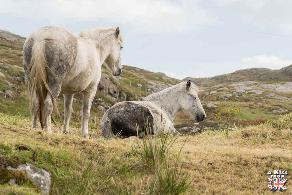 Les Poneys Eriskay - Visiter les Hébrides Extérieures en Ecosse : les lieux à voir, les choses à faire. | A Kiss from UK, le blog du voyage en Ecosse.