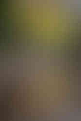 Se promener le long du Water of Leith - Visiter Dean Village, un oasis de nature en plein cœur d’Édimbourg. Que faire à Dean Village ? On vous présente cet endroit secret d'Edimbourg et les autres lieux que vous pouvez visiter autour.