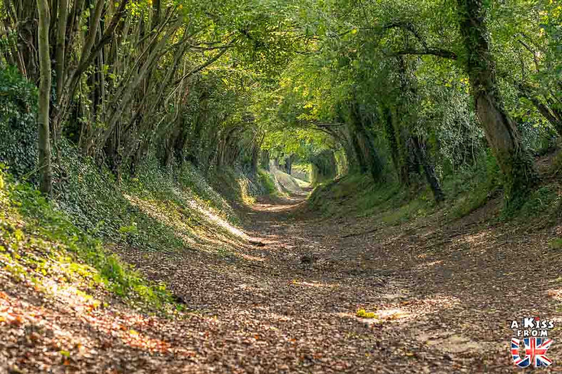Halnaker Tree Tunnel dans le Sussex - Découvrez les plus beaux paysages d'Angleterre à visiter | A Kiss from UK