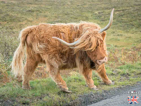 Les vaches écossaises d'Elgol sur l'île de Skye - Les endroits où voir des vaches écossaises à coup sûr - Découvrez les meilleurs lieux pour trouver des vaches Highlands pendant votre voyage en Ecosse | A Kiss from UK