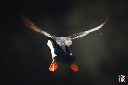 L'île de Skomer dans le Pembrokeshire - Où voir le macareux moine au Pays de Galles ? – Découvrez les meilleurs endroits pour observer des macareux moines au Pays de Galles | A Kiss From UK