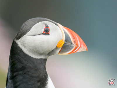 Hermaness dans les Shetland - Où voir le macareux moine en Ecosse ? – Découvrez les meilleurs endroits pour observer des macareux moines en Ecosse | A Kiss From UK