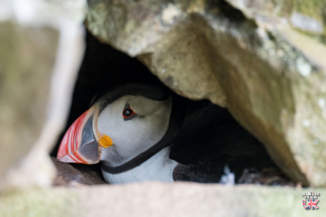 Macareux sur l'île de Lunga, au large de Mull - Où voir le macareux moine en Ecosse ? – Découvrez les meilleurs endroits pour observer le macareux moine en Ecosse | A Kiss From UK