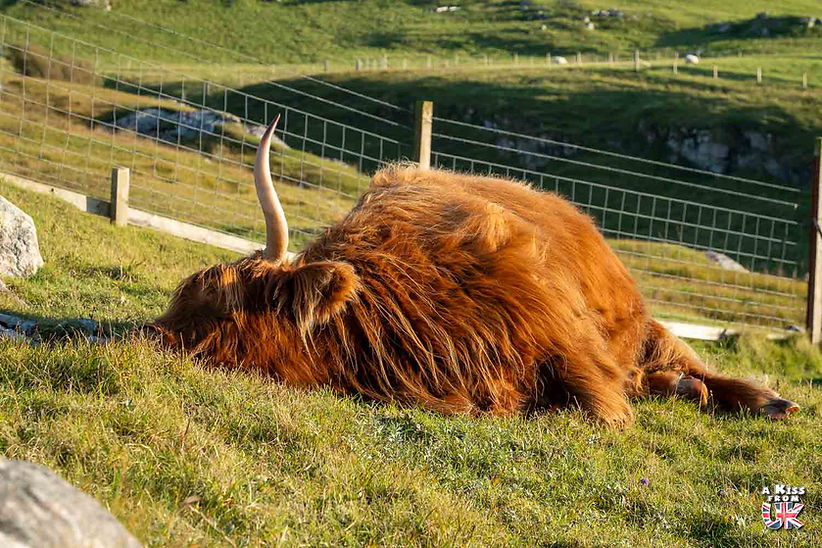 Vaches écossaises à Luskentyre sur Lewis & Harris - Les endroits où voir des vaches écossaises à coup sûr - Découvrez les meilleurs lieux pour trouver des vaches Highlands pendant votre voyage en Ecosse | A Kiss from UK