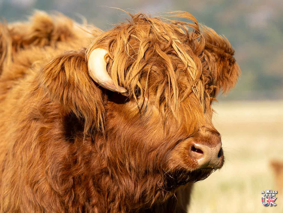 Vache écossaise à Annat – Que voir dans le Torridon en Ecosse ? Préparez-vous à visiter le Torridon en découvrant les plus beaux endroits de cette région des Highlands en Ecosse | A Kiss from UK, le blog du voyage en Ecosse.