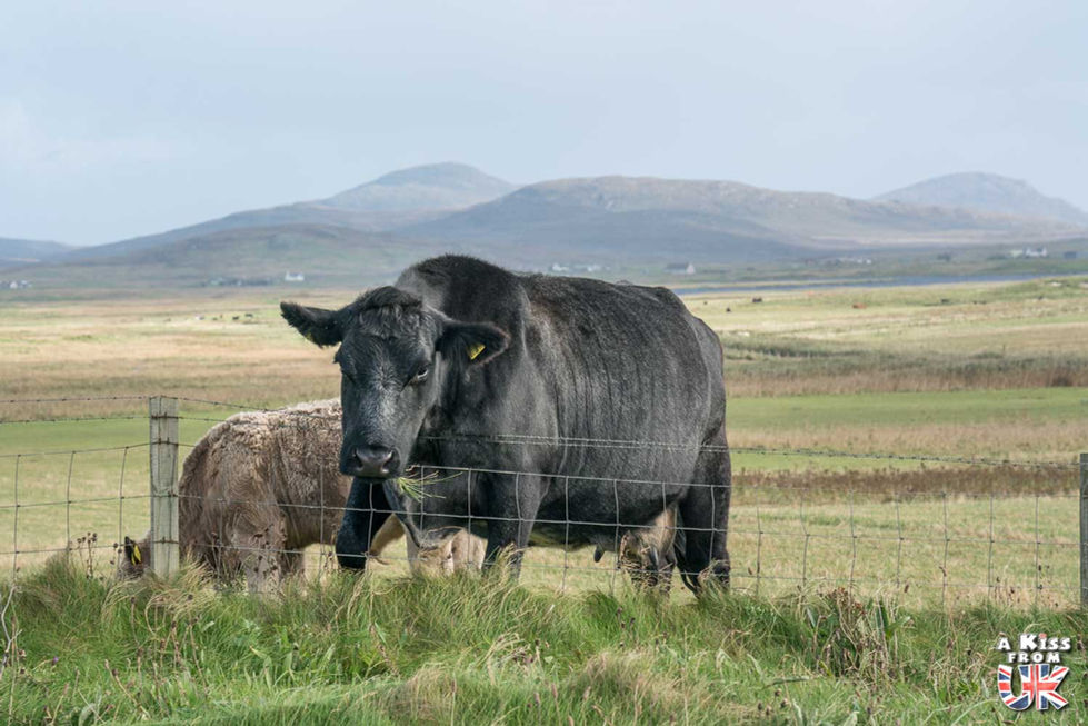 Kildonan - Visiter South Uist dans les Hébrides Extérieures en Ecosse : les lieux à voir, les choses à faire. | A Kiss from UK, le blog du voyage en Ecosse.