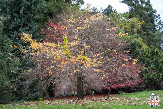 Le Batsford Arboretum - Que voir et que faire dans les Cotswolds en Angleterre ? Découvrez les plus beaux endroits à visiter dans les Cotswolds | A Kiss from UK, le blog du voyage en Angleterre.