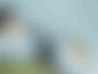 Fou de Bassan - Quels sont les oiseaux marins que l’on peut voir en Ecosse, en Angleterre et au pays de Galles ? | A Kiss From UK